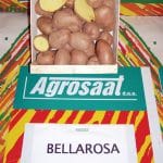 Sorta krompirja Bellarosa