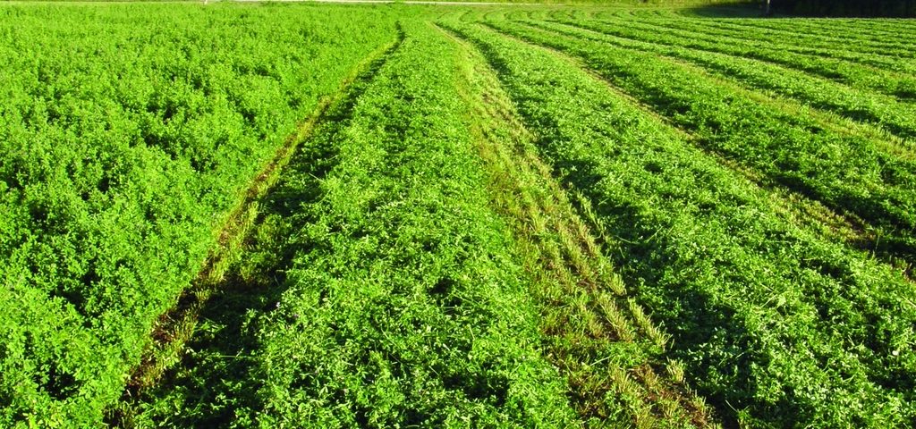 Lucerna (Medicago sativa)