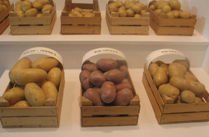 slovenske sorte krompirja