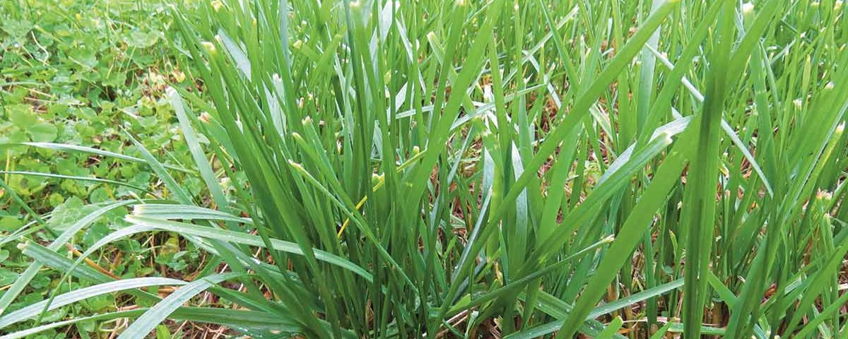 Trstikasta bilnica v današnjem času 6 agrosaat prispevek trstikasta bilnica v danasnjem casu