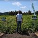 agrosaat virtualni dan krompirja