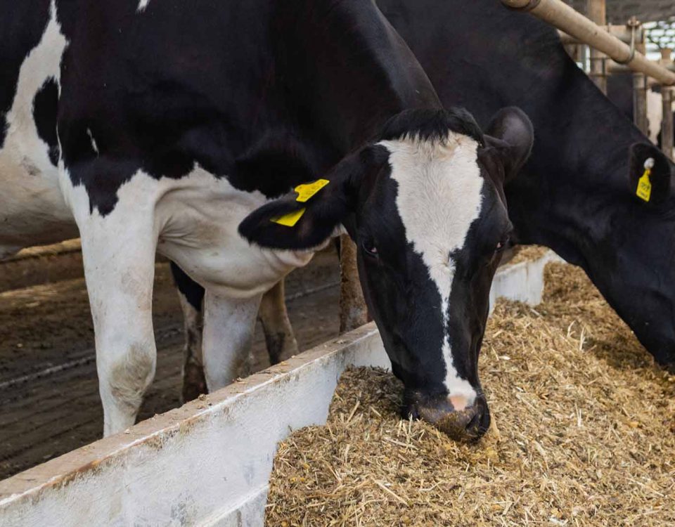 agrosaat stokovni clanek lg animal nutrition vodilna znamka v pridelavi silaze