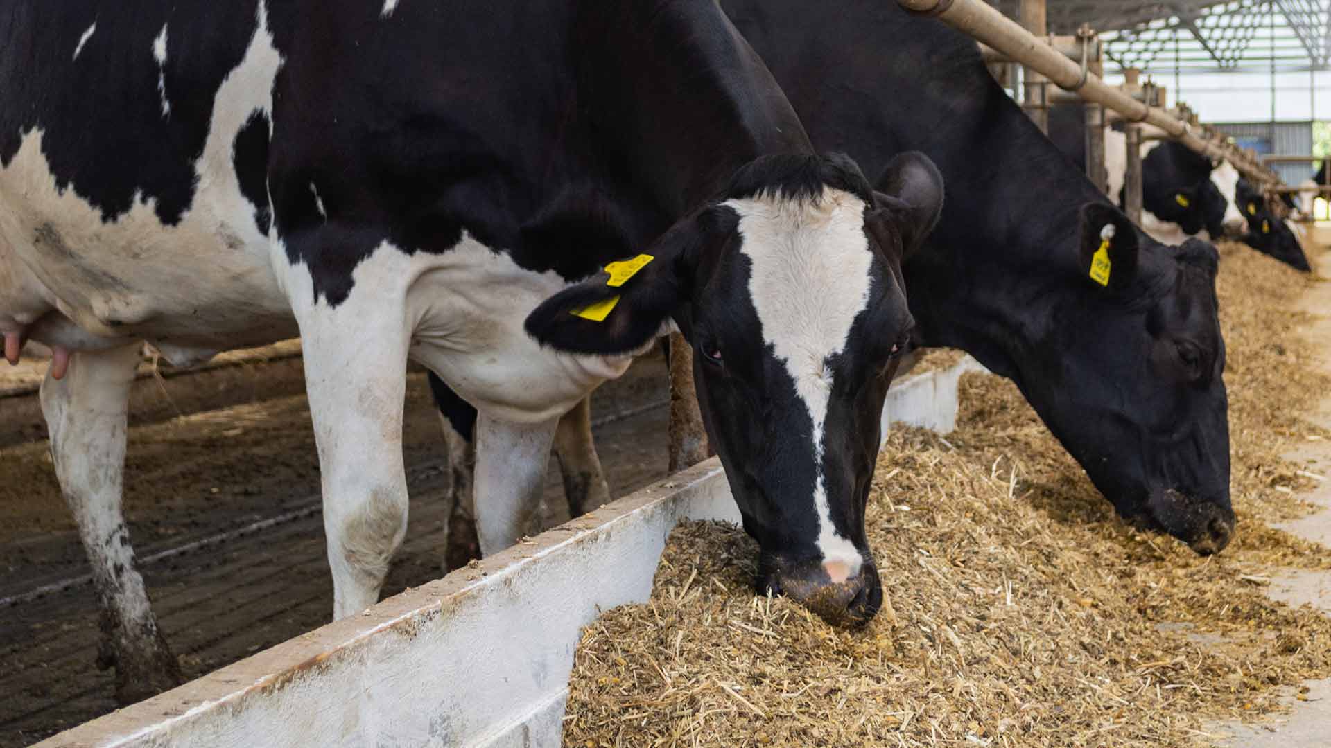 agrosaat stokovni clanek lg animal nutrition vodilna znamka v pridelavi silaze