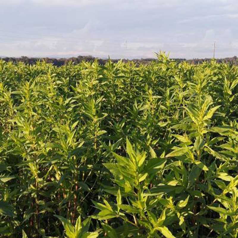 Agrosaat Abesinska gizotija Ramtillkraut, Niger