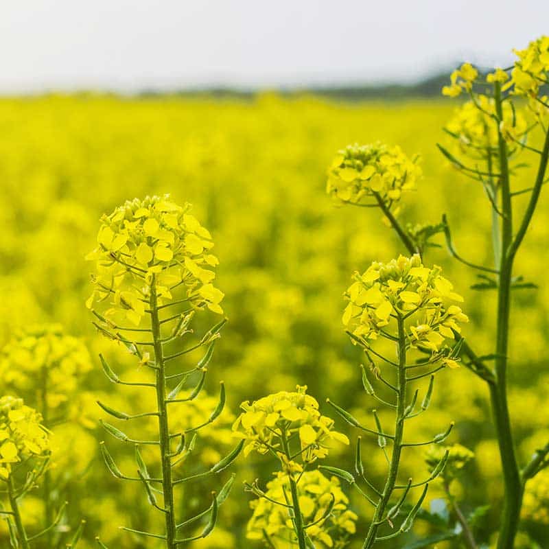 Agrosaat krmna ogrščica Starška