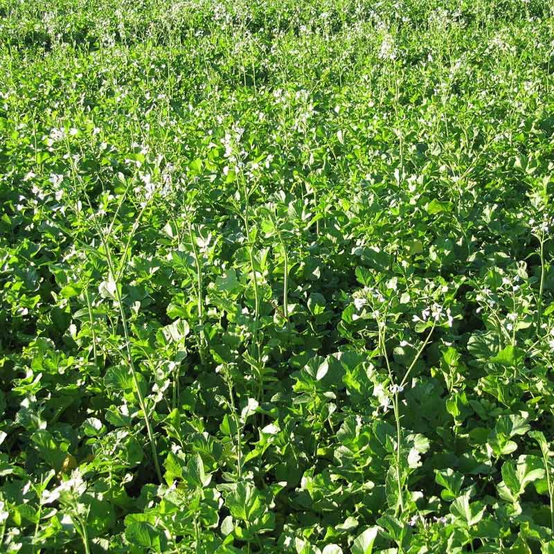 Agrosaat oljna redkev