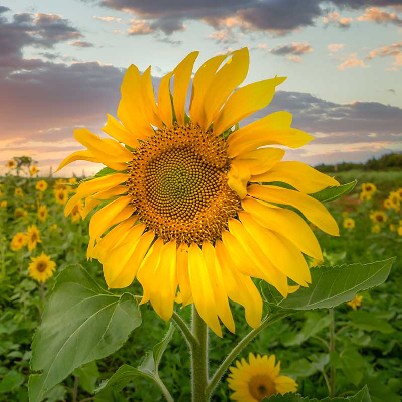 Agrosaat sončnica Patricia in Kaledonia HO